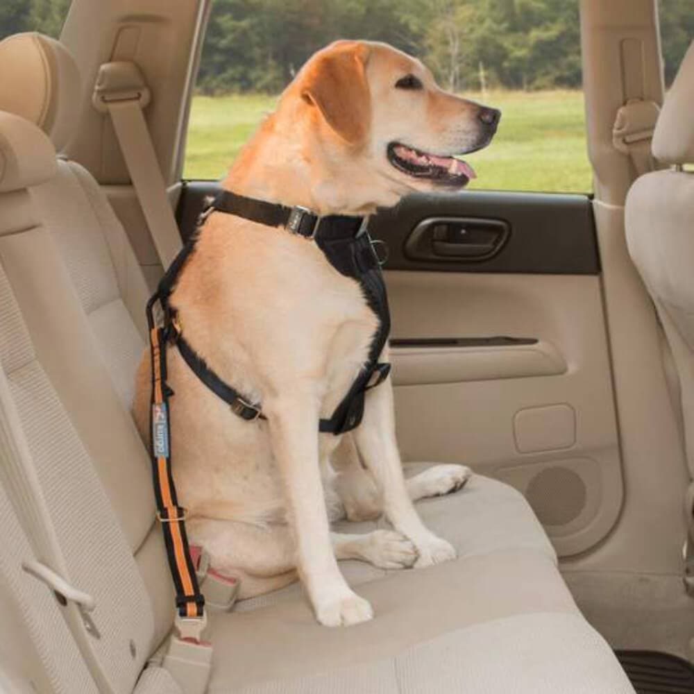 Kurgo dog harness seat belt hotsell